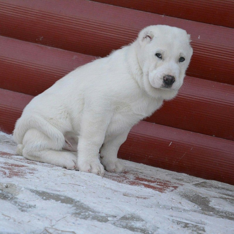 Алабая собака