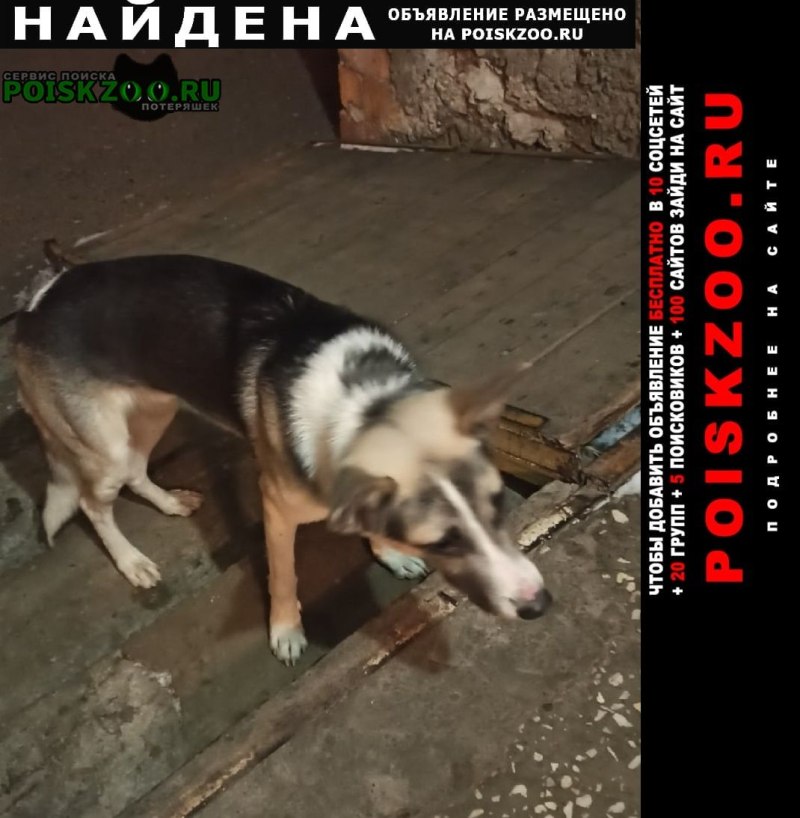 Найдена собака в Красноярске