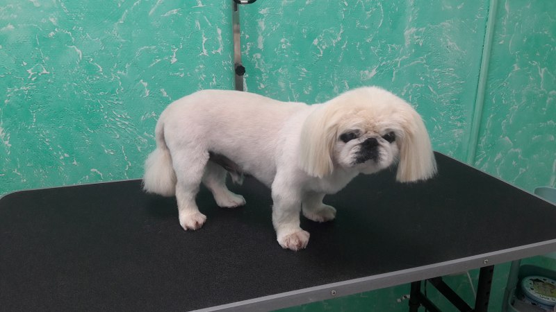 Пекинес Королевский подстриженный