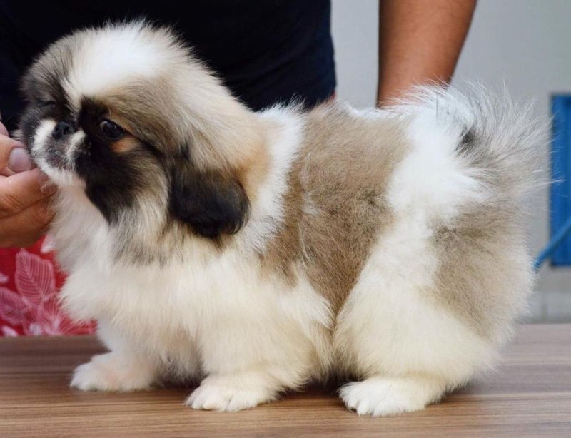 Стрижка пекинеса Top-Knot