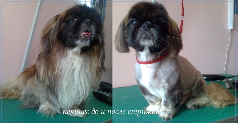 Пекинес рыжий стрижка