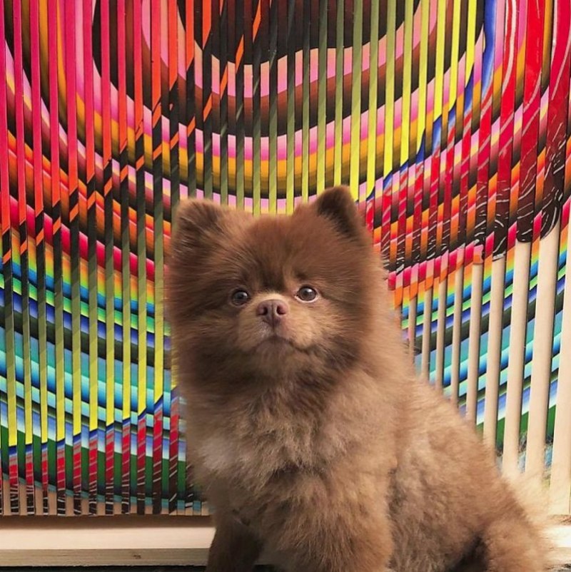 Шпиц маленький коричневый