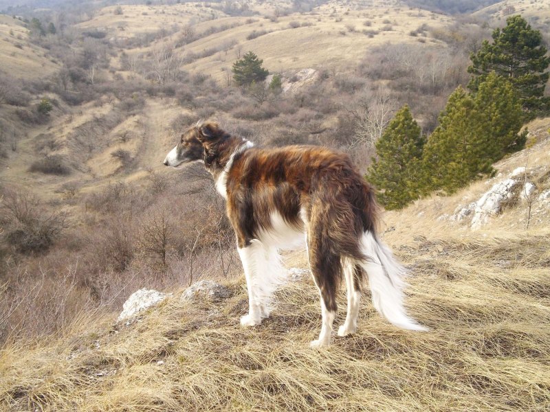 Русская псовая борзая