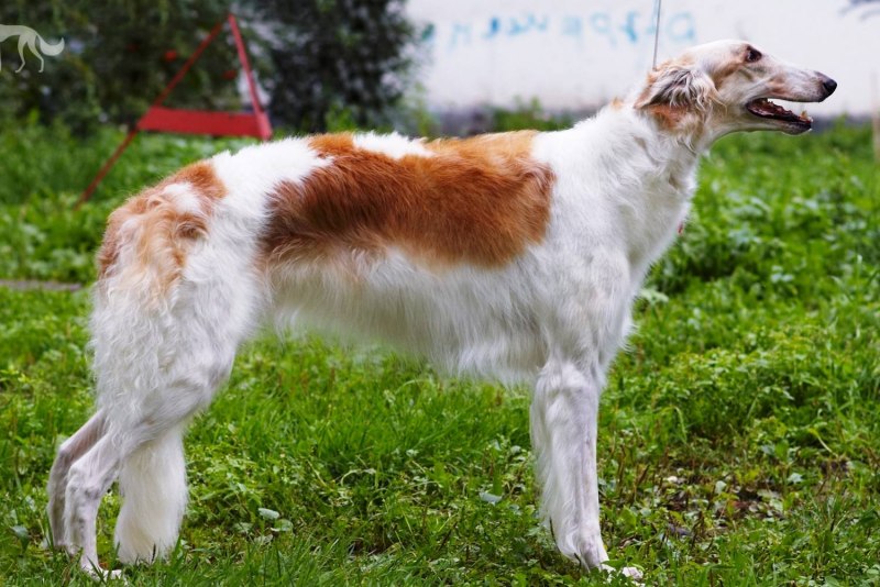 Русская борзая