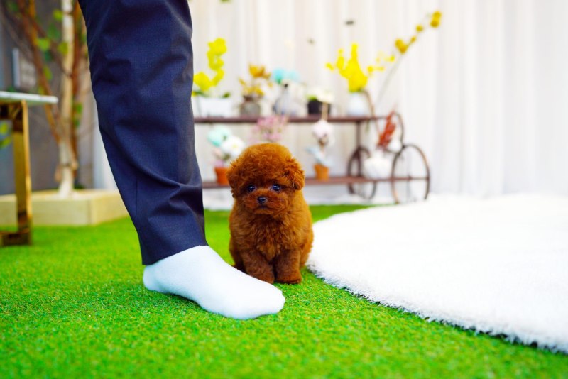 Tiny Toy пудель