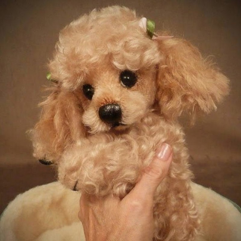 Teacup Teddy Poodle щенки