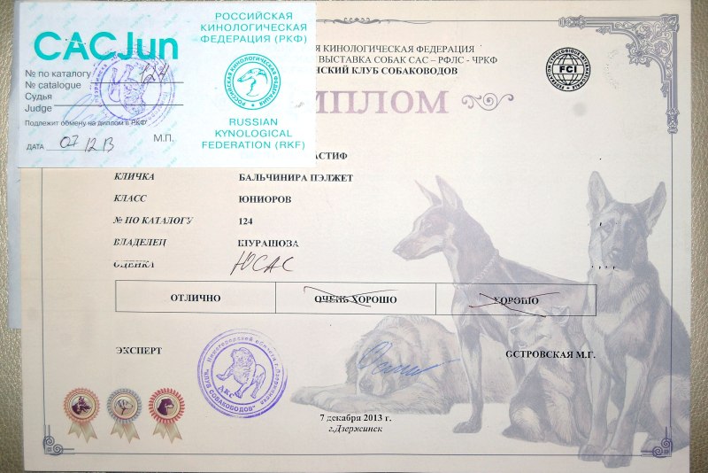Выставочные классы собак РКФ