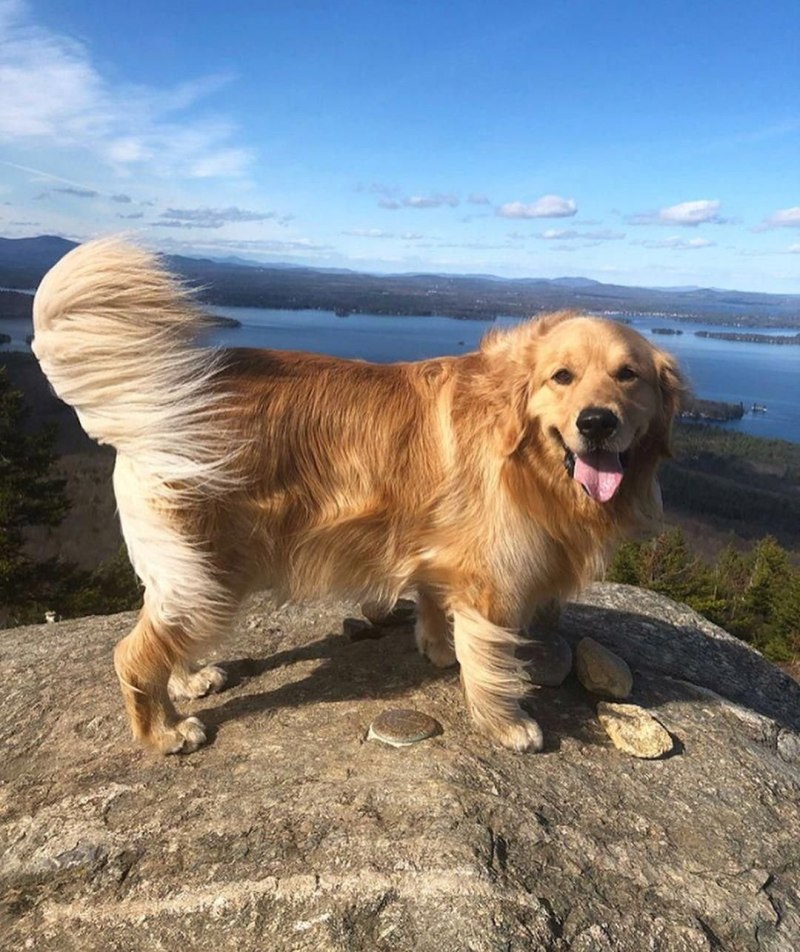 Золотистый ретривер Golden Retriever