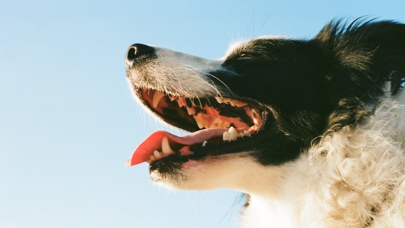 Aussie Dog Teeth