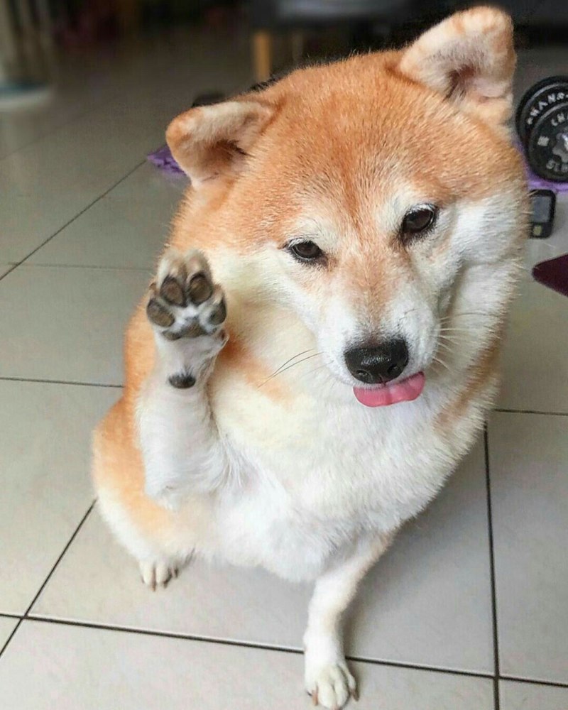 Сиба ину и лиса