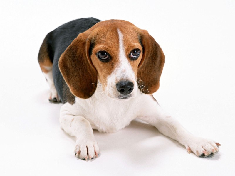 Beagle гончая
