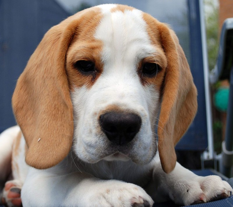 Бигль (Beagle)