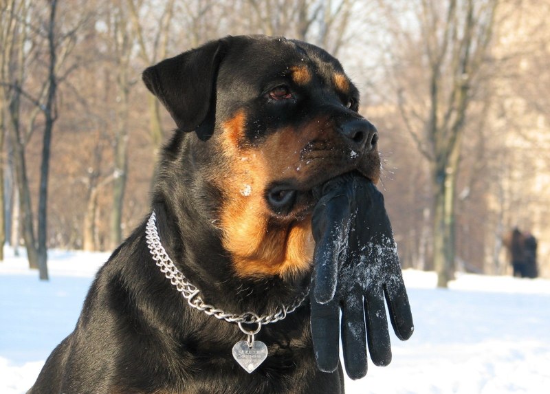 Собака охраняет дом