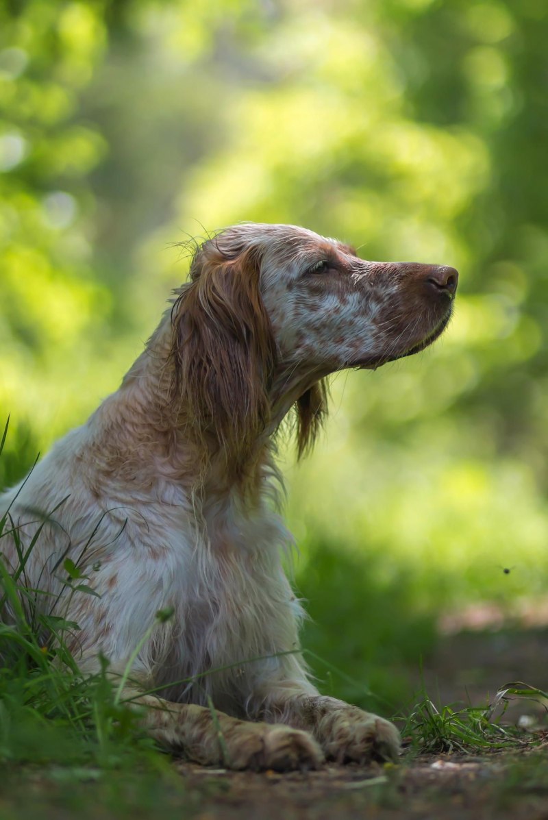 English Setter Hunt animal