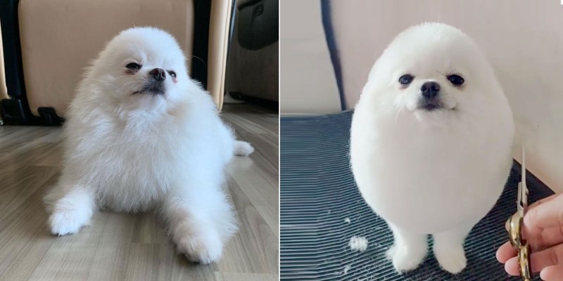 Коротко подстриженный померанский шпиц