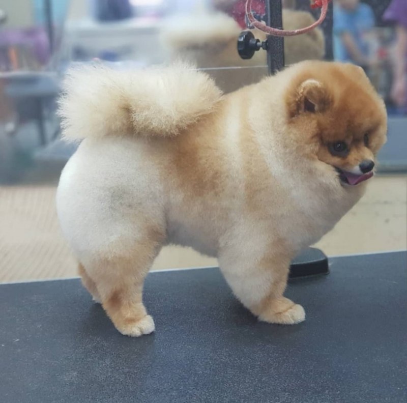 Шпиц стрижка Лев