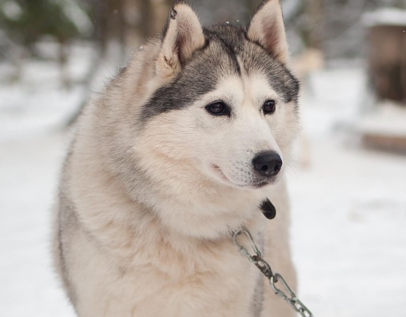 Северные хаски