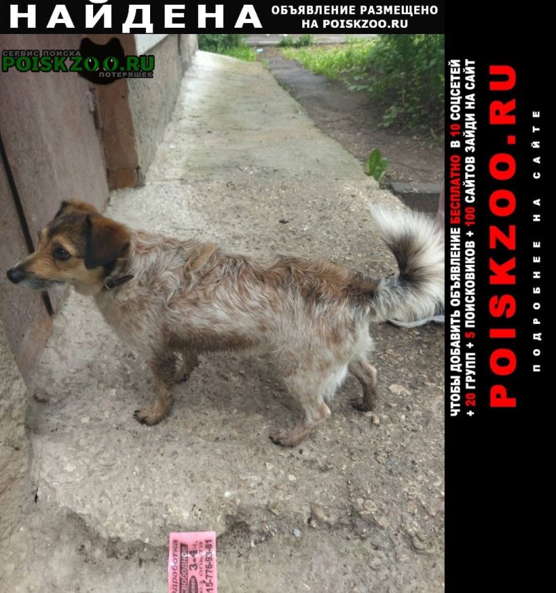 Лабрадор ретривер Королевский