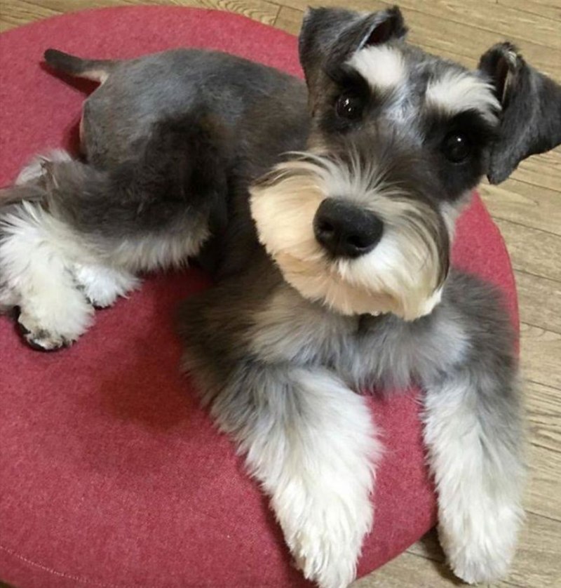 Figurine Miniature Schnauzer