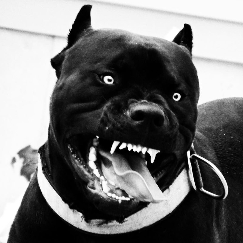 Cane Corso бойцовские