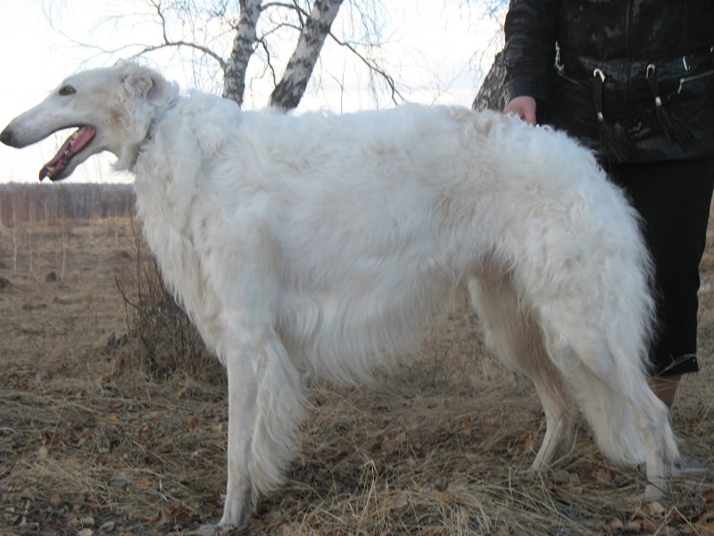 Белая псовая борзая