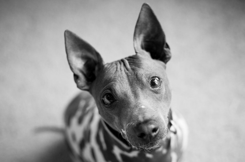 American hairless Terrier
