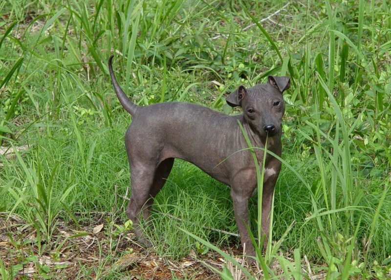 American hairless Terrier History
