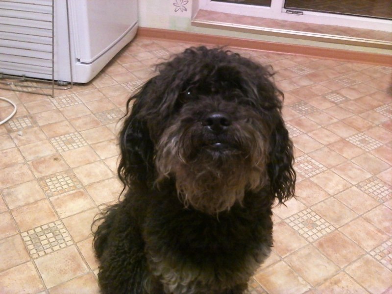 French Bulldog Poodle Mix