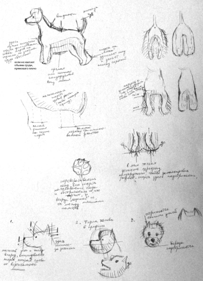 Схема тримминга скотч терьера