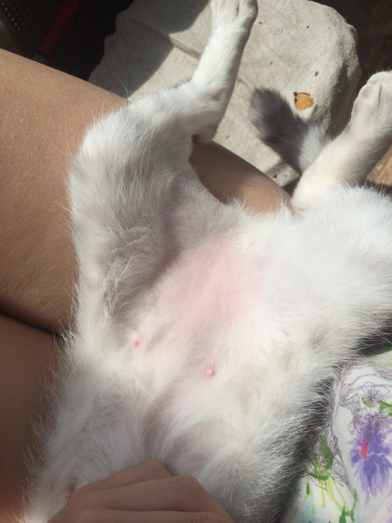 Раздражение на коже у кота