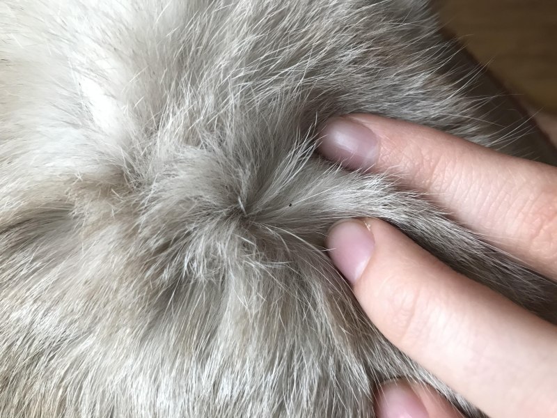 У кота красные пятна на животе