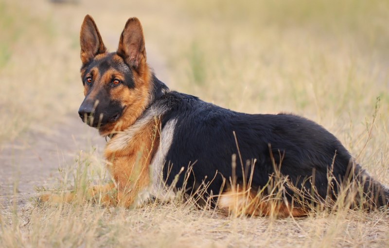 German Shepherd немецкая овчарка