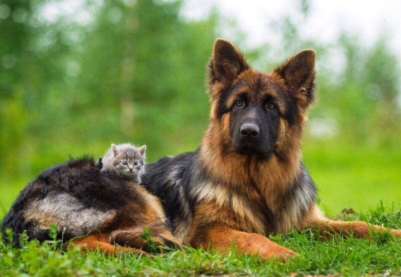 Баварская овчарка Shepherd