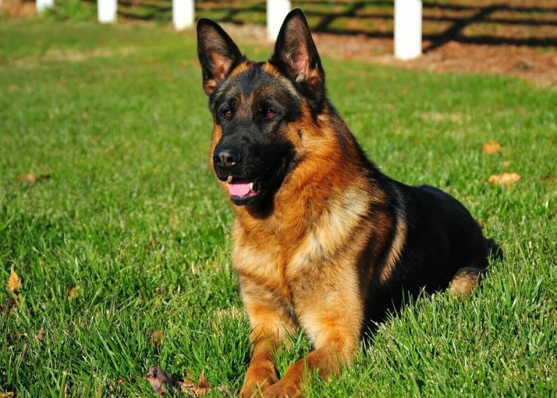 German Shepherd немецкая овчарка