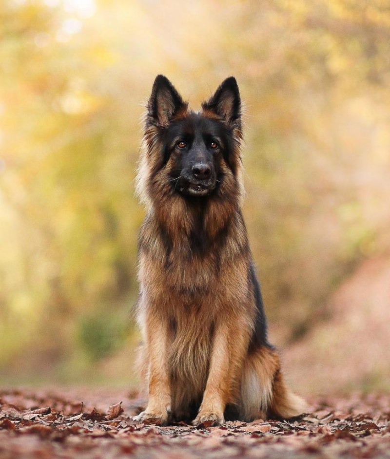 Баварская овчарка Shepherd