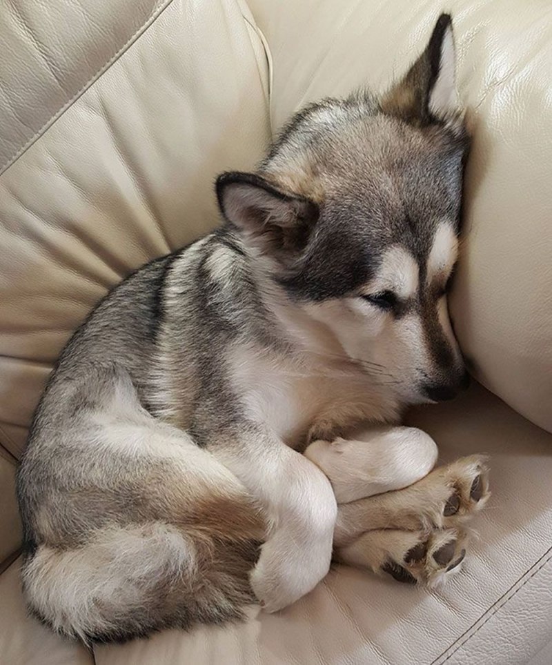 Спящий песик