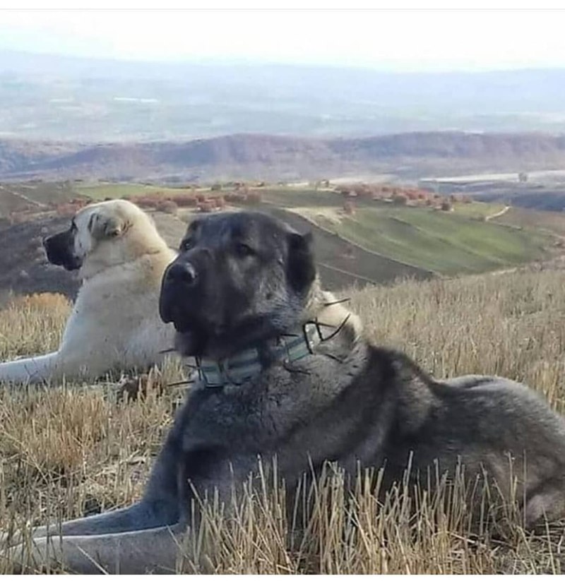 Сивас кангал собака