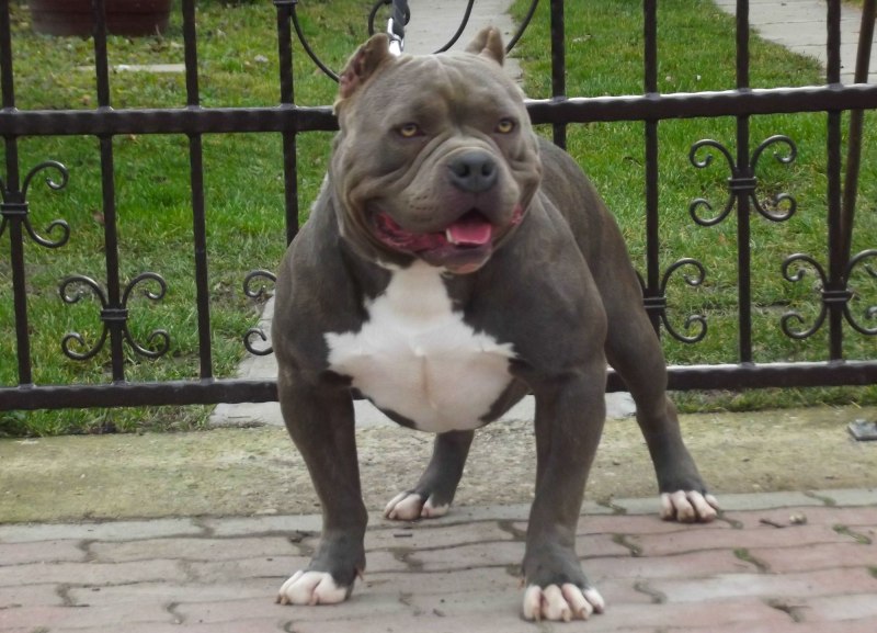 American Bully Dax