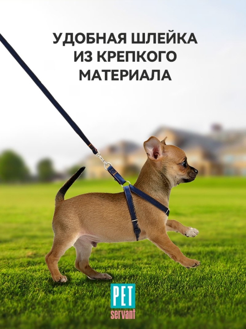 Шлейка для чихуахуа