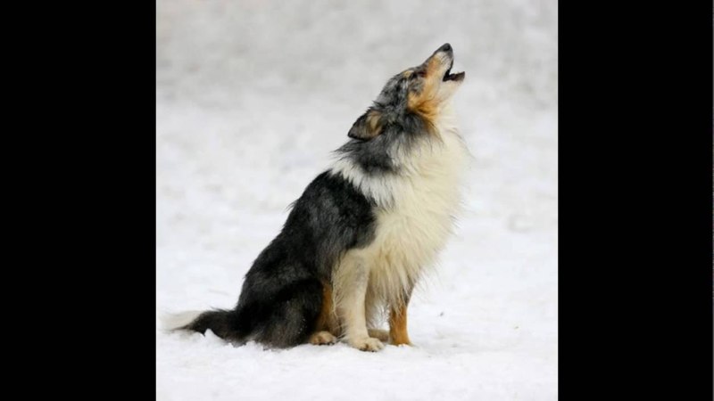 German Shepherd Howling with Wolves