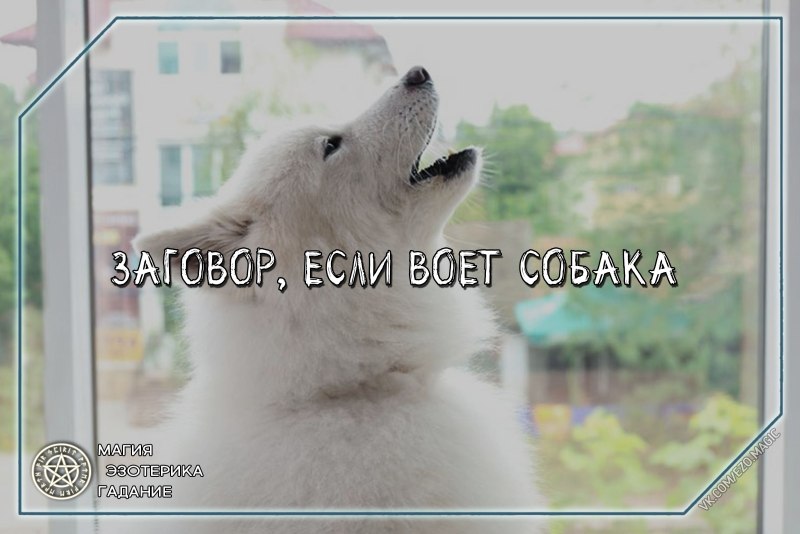 Это не собака воет
