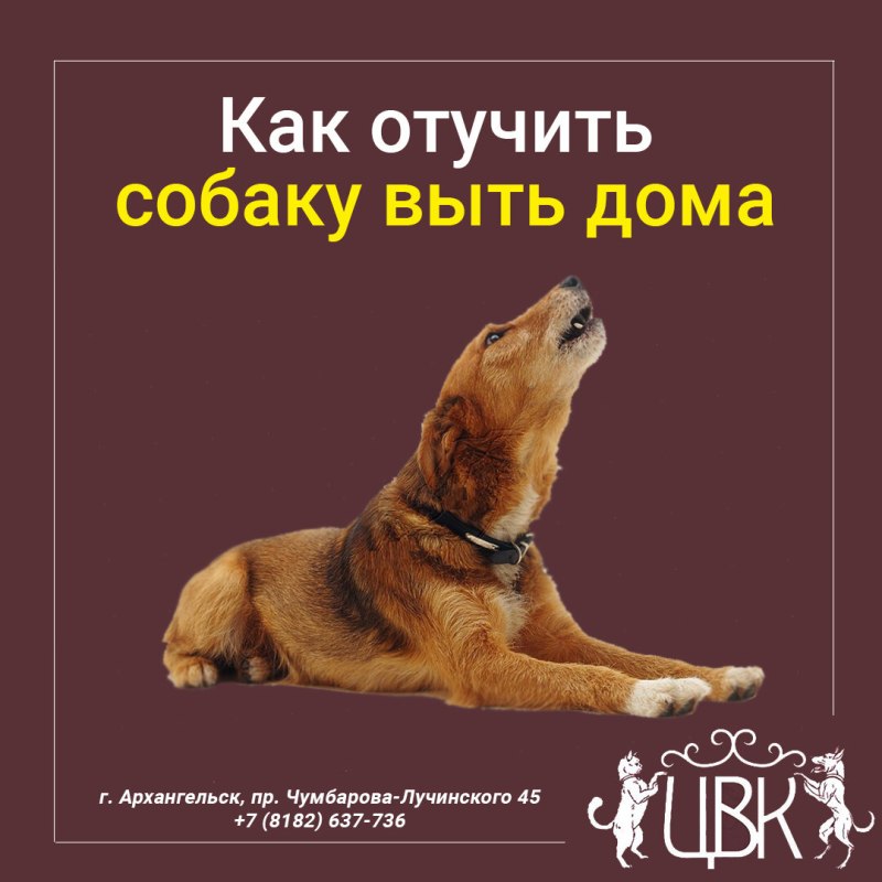 Как отучить собаку выть