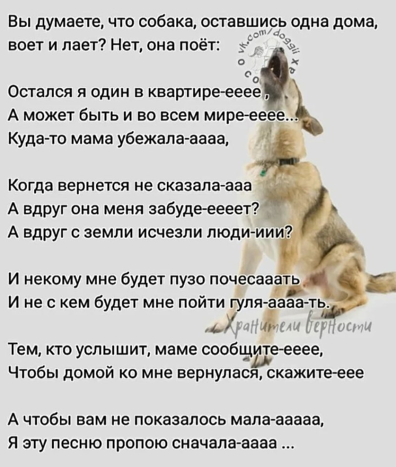 К чему воют собаки ночью
