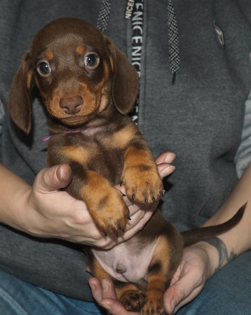 Dwarf Dachshund