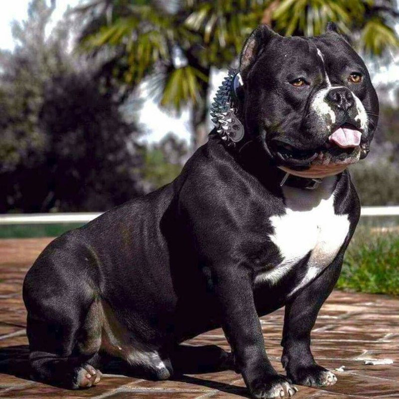 Экзотик булли кот