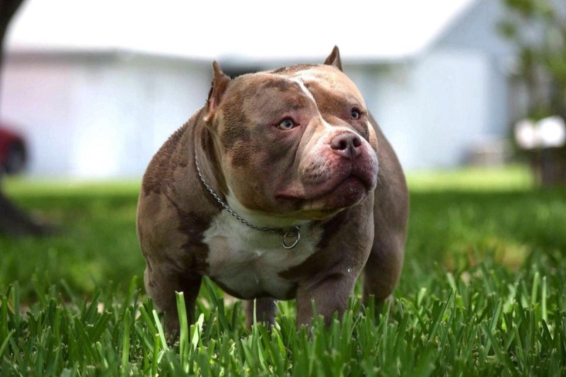 American Bully Kennel