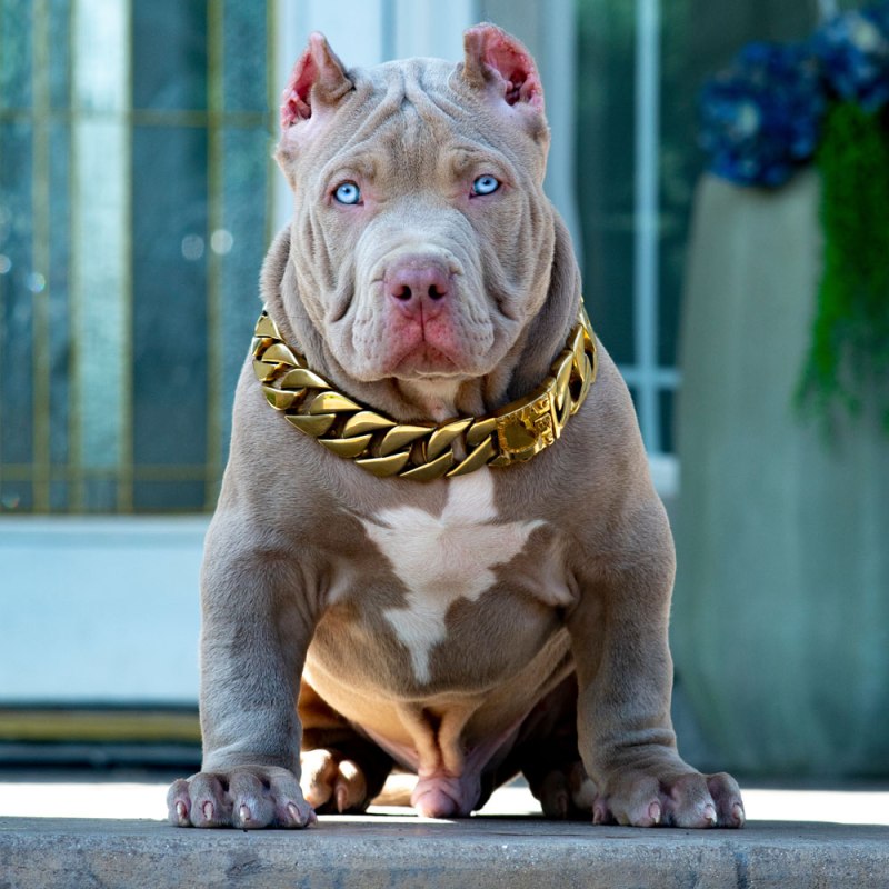 American Bully комикс