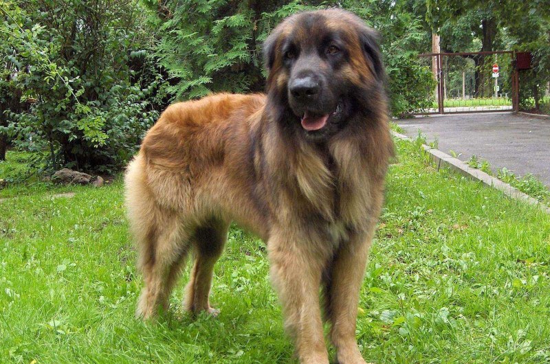Зимний Леонбергер