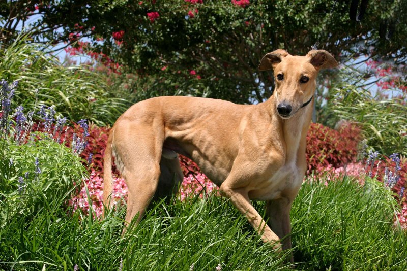 Italian Greyhound порода собак