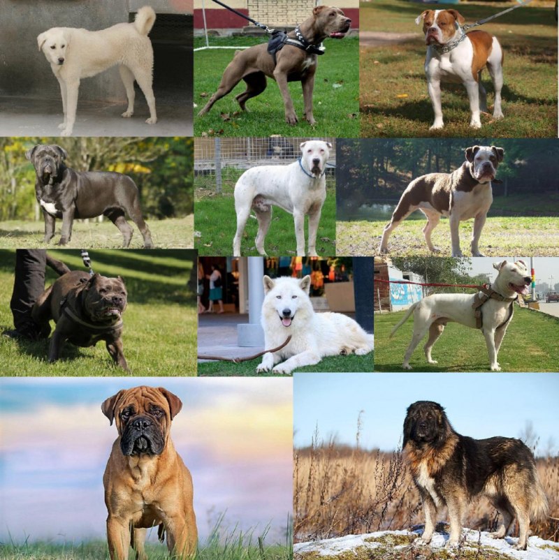 Самая опасная собака в мире